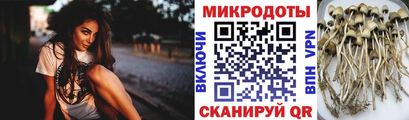 купить наркотики цена  Бикин  Псилоцибиновые грибы GOLDEN TEACHER 